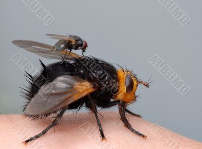 Two flies on my finger