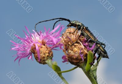 Longhorn beetle on a flower.