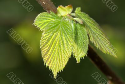 Spring leaves.