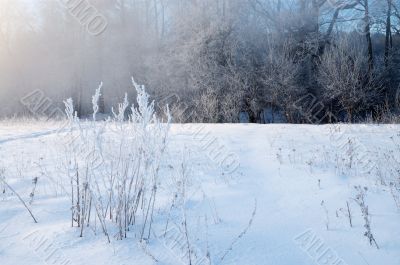 Frosty winter morning