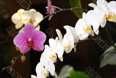 Orchids