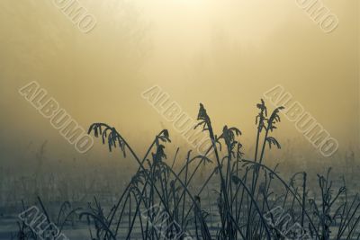 Frosty winter morning