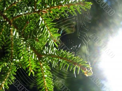 Fir pins and the spider