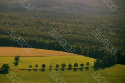 fields and forest