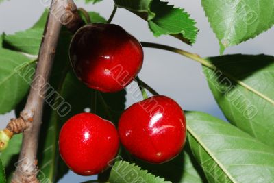 red cherries on a tree