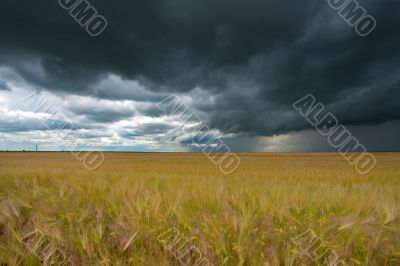 field with wheat and cloudy sky, hdr image 