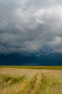 field with wheat and cloudy sky, hdr image 