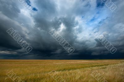 field with wheat and cloudy sky, hdr image 