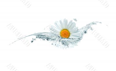 Daisy In Water