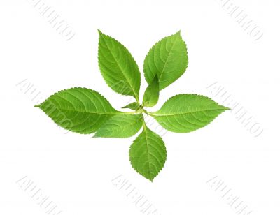 Green Leaves Isolated