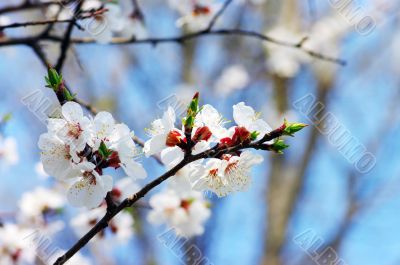 Spring blooming  flowers