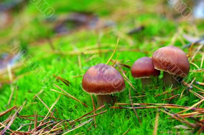 mushrooms growing in the forest 