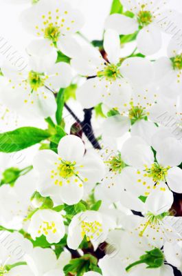 cherry white flowers over white background