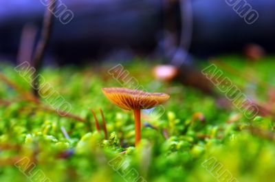 mushroom growing in the forest 