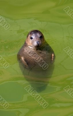 baltic seal