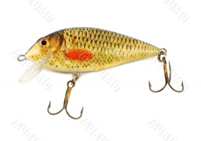 fishing bait fish