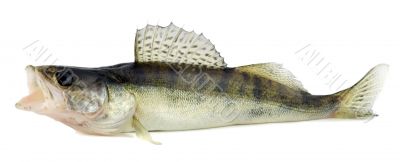 Walleye or Zander