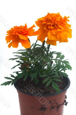 French marigolds