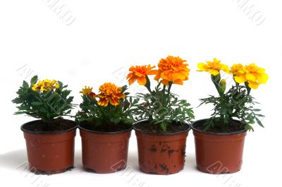 French marigolds