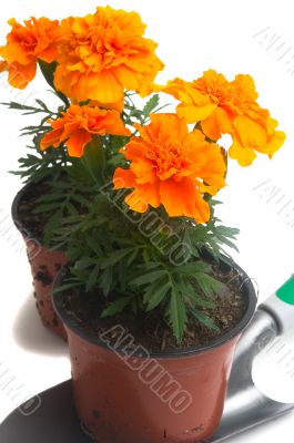 French marigolds