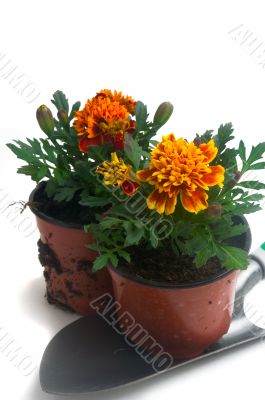 French marigolds