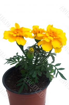 French marigolds