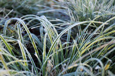Closeup Frozen Grass
