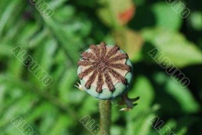 poppy top view
