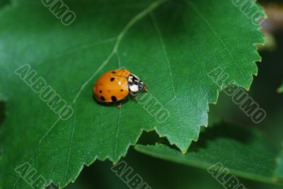little ladybug on big leaf