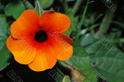 orange red flower