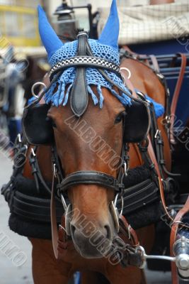 horse carriage
