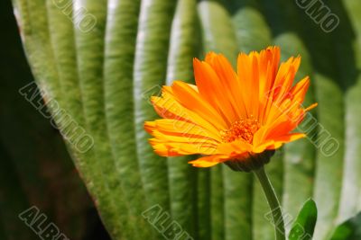 orange flower