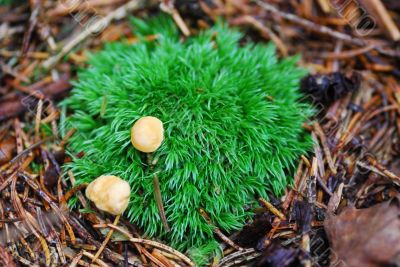chanterelles on moss