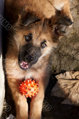 Puppy with dogs ball