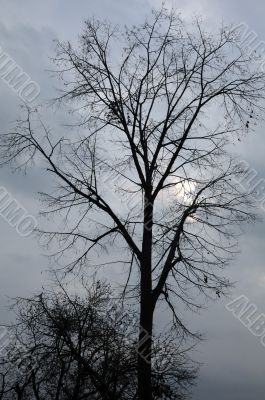 Trees Against Cloudy Sky