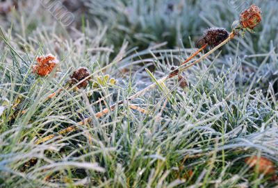 Frozen Flowers