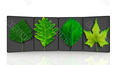 leaves