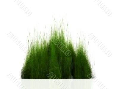 grass