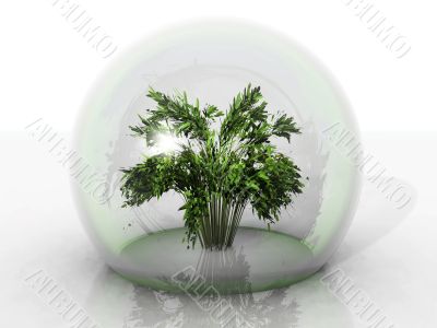 plant in bubble