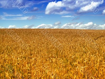 wheat field