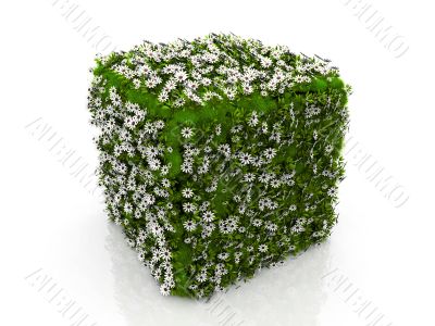 grass and flower