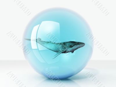 whale in a bubble