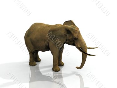 elephant