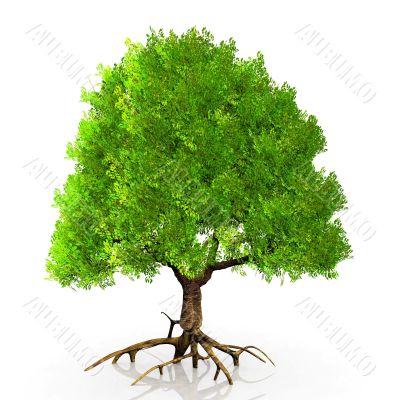 the green tree
