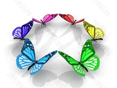 color butterfly