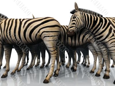 zebras