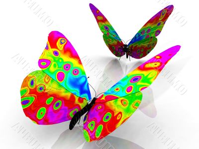 butterfly