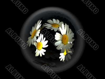 daisies