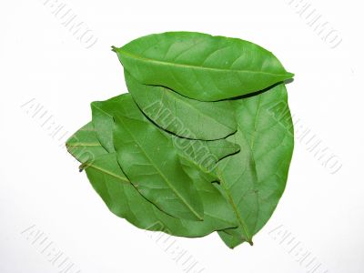 bay leaves