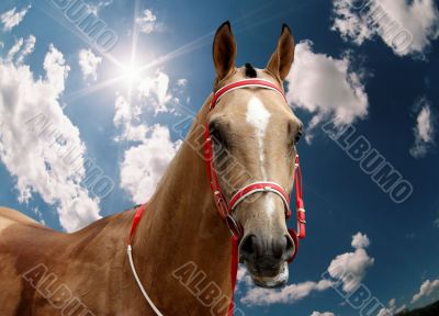 The akhal-teke stallion.